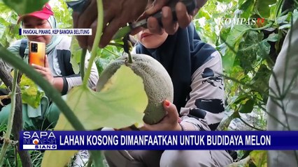 Pemuda Pangkal Pinang Sulap Lahan Kosong untuk Budidaya Melon, Sudah Panen hingga 850 Kilogram