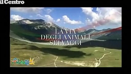 Abruzzo, la via degli animali selvatici