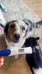 Une aventurière phare de "Koh-Lanta" enceinte de son premier bébé... en même temps que son chien !