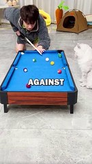 CAT PLAYS POOL AGAINST OWNER! #pets #animalstories #cat #funny #cuteanimals