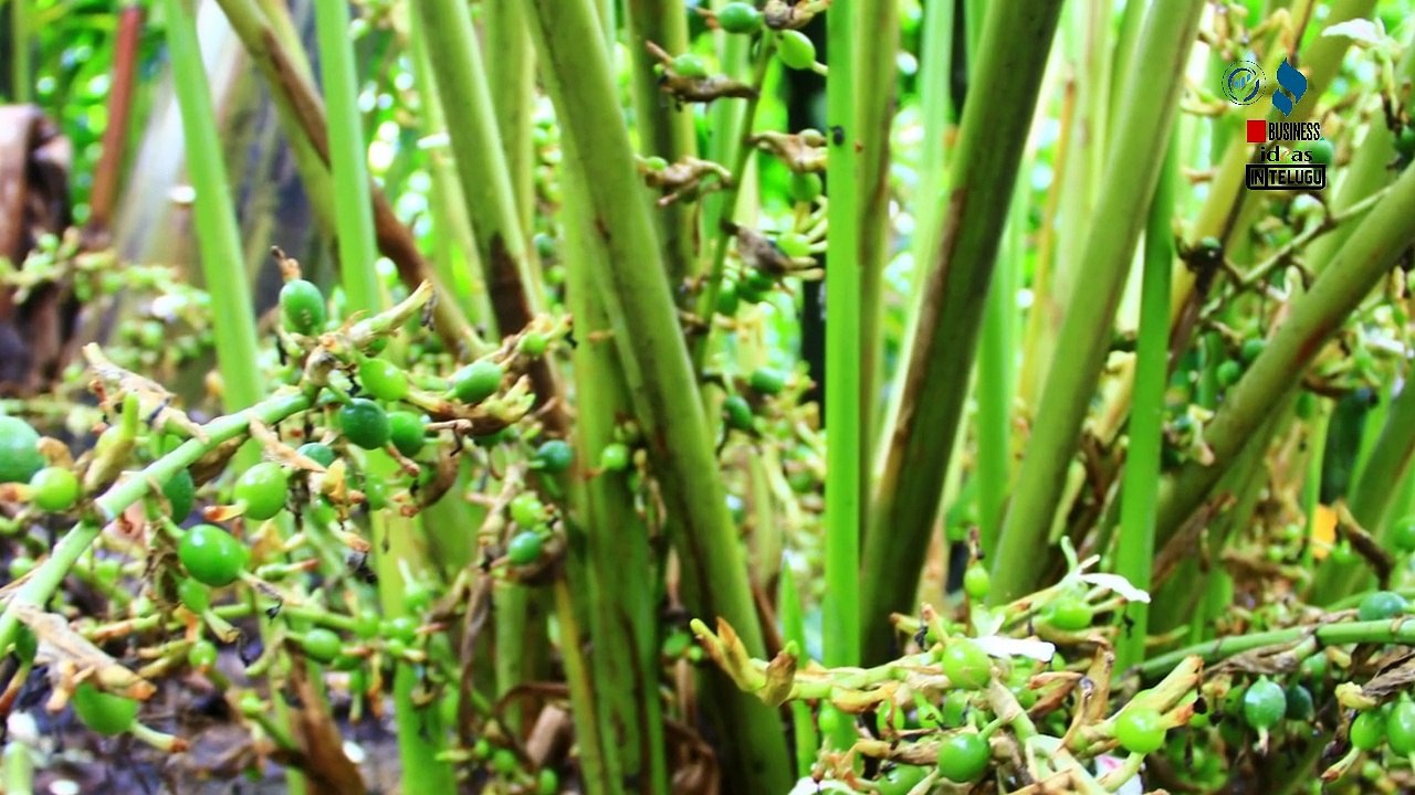 బిజినెస్  ! Small business ideas! New business idea's! business ideas ! Low Investment Business Idea