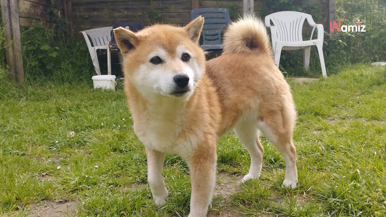 Retirée d'une vie d'élevage pour être maltraitée par la suite, cette chienne traumatisée a-t-elle encore un espoir ?