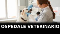 Ospedale veterinario pubblico, a Roma progetto da 6 milioni