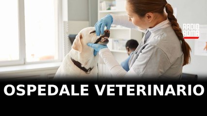 Ospedale veterinario pubblico, a Roma progetto da 6 milioni