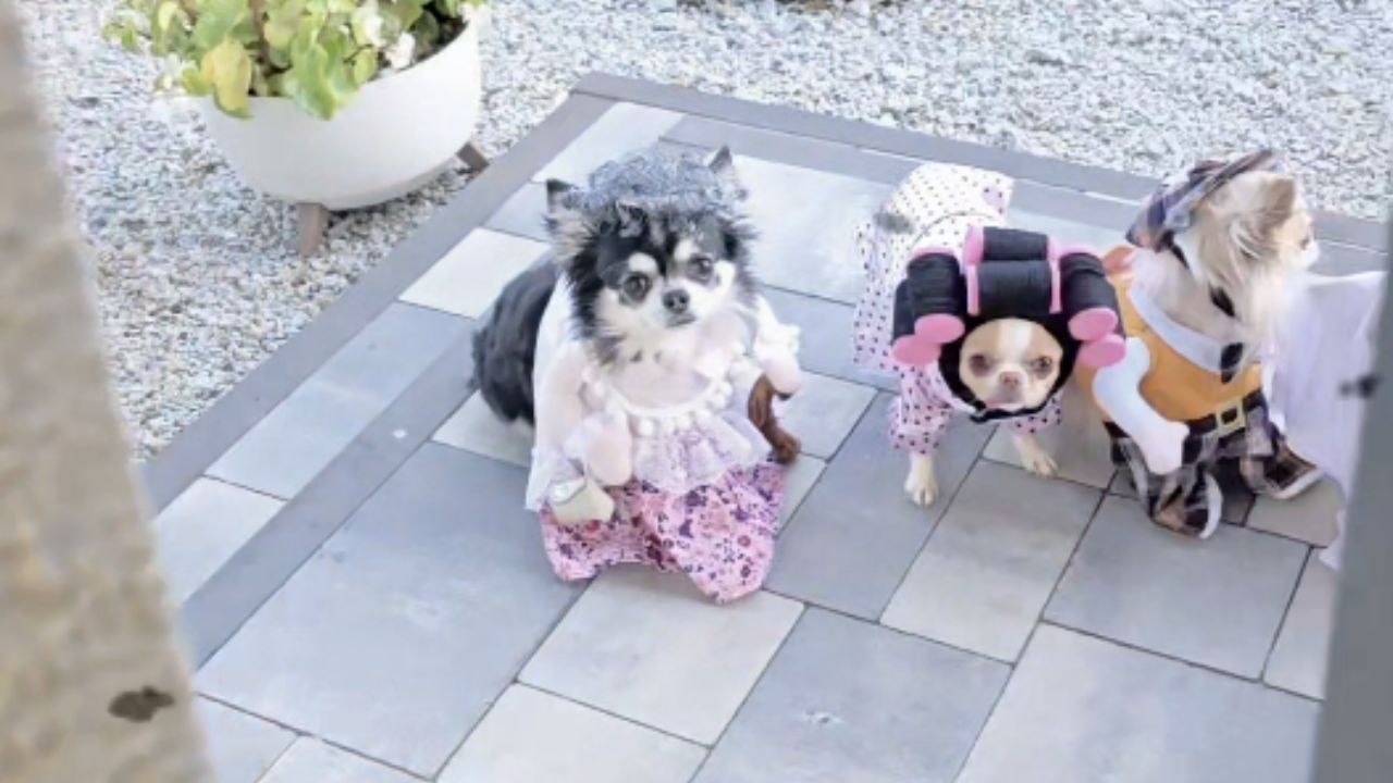 Little pups show off their spooky costumes as they celebrate Halloween