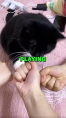 CAT PLAYS A GAME! #pets #animalstories #cat #funny #cuteanimals #animals