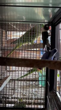 #trending #viral #usa #shortvideo #baby #parrot #parrotlover #parrottalking #budgies #pet #birds