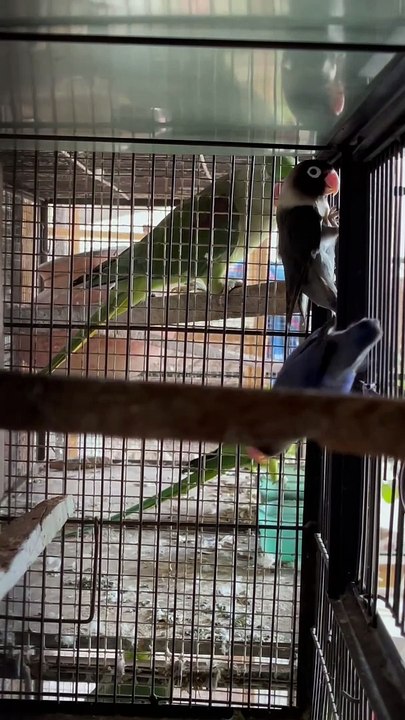 #trending #viral #usa #shortvideo #baby #parrot #parrotlover #parrottalking #budgies #pet #birds