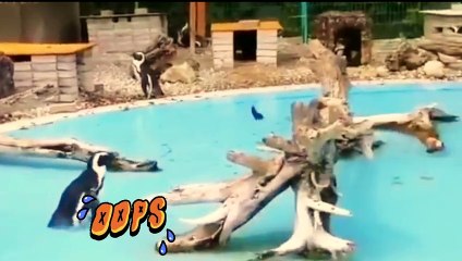 THE JUST PENGUINS, طيور البطريق فقط tuyur albatariq faqat