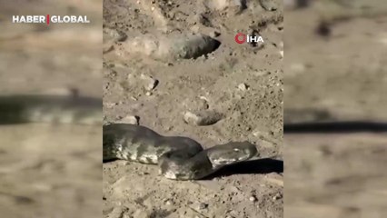 Elazığ'da dev yılan paniği! Saldırmasın diye önlem aldılar