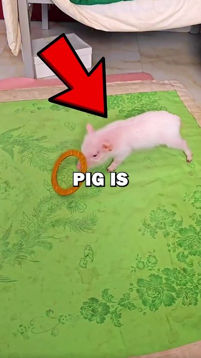 PIG LEARNS NEW TRICK! #pets #animalstories #funny #cuteanimals #funnyanimals #pig #piggy #animals