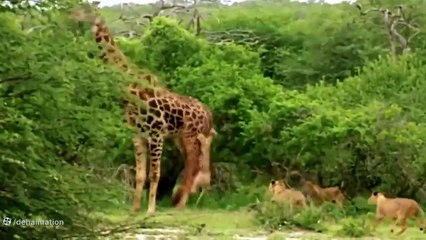 Today loin is very sad 😢