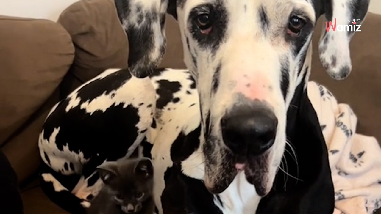 Great Dane meets tiny kitten, melting the hearts of millions (video)