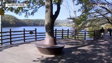 광교저수지 사슴 출몰…뿔 찔림 사고 잇따라