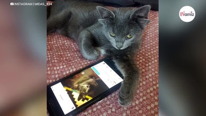 Katze mit seltener Gen-Mutation in der Türkei geboren (Video)