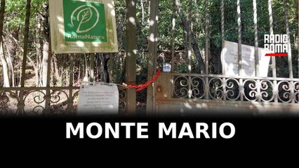 Monte Mario, piano di abbattimento per 200 pini