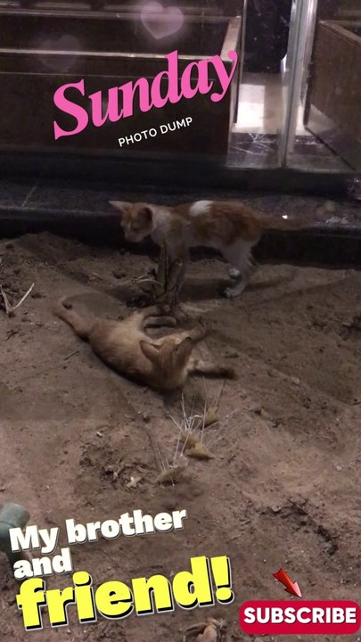 beautiful cats