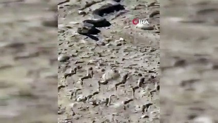 Elazığ'da vatandaşların gördüğü 2 metrelik yılan panik yarattı