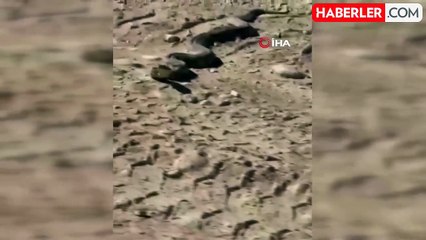 Elazığ'da Dev Yılan Paniği