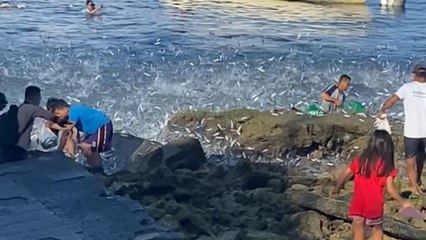 Early risers on Panagsama Beach find shore covered in Sardines