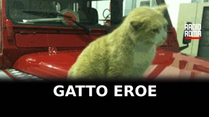 Roulotte va in fiamme, gatto avvisa padrone e lo salva