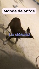 Les cages a oiseaux de Dakar, ce monde cruel 🥹...