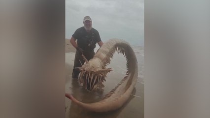 El extraño animal encontrado en las costas de Francia: no han visto nada igual