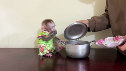 Viral News: Meet Donald, the Adorable Baby Monkey Captivating the Internet!