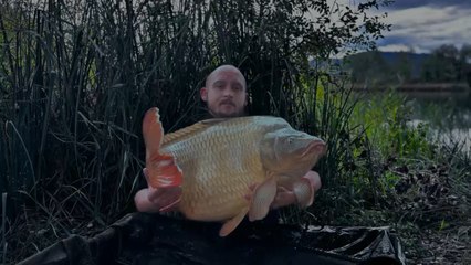 Une belle carpe commune de 25 kg