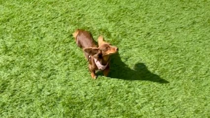Apartment Dog Can't Contain Excitement Over First-Ever Backyard | Wild-ish TV