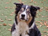 Bristol dogs: Meet Rex the friendly Collie with a love for toys and treats who is looking for his forever home