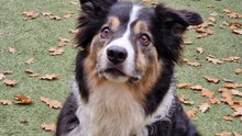 Bristol dogs: Meet Rex the friendly Collie with a love for toys and treats who is looking for his forever home