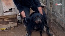 Rottweiler a punto de fallecer por hipotermia tras la DANA: el rescate que toca el corazón de España