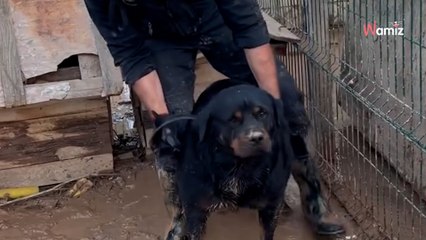 Rottweiler a punto de fallecer por hipotermia tras la DANA: el rescate que toca el corazón de España