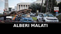 35000 alberi da abbattere a Roma