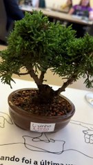 Aula prática une vinho ao cultivo de Bonsai em Curitiba