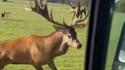 Stag causes £1k of damage to white van man's Ford Transit after charging into it