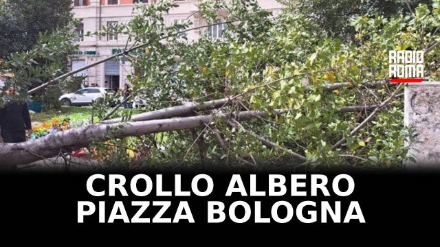 Crolla un albero in Piazza Bologna a Roma