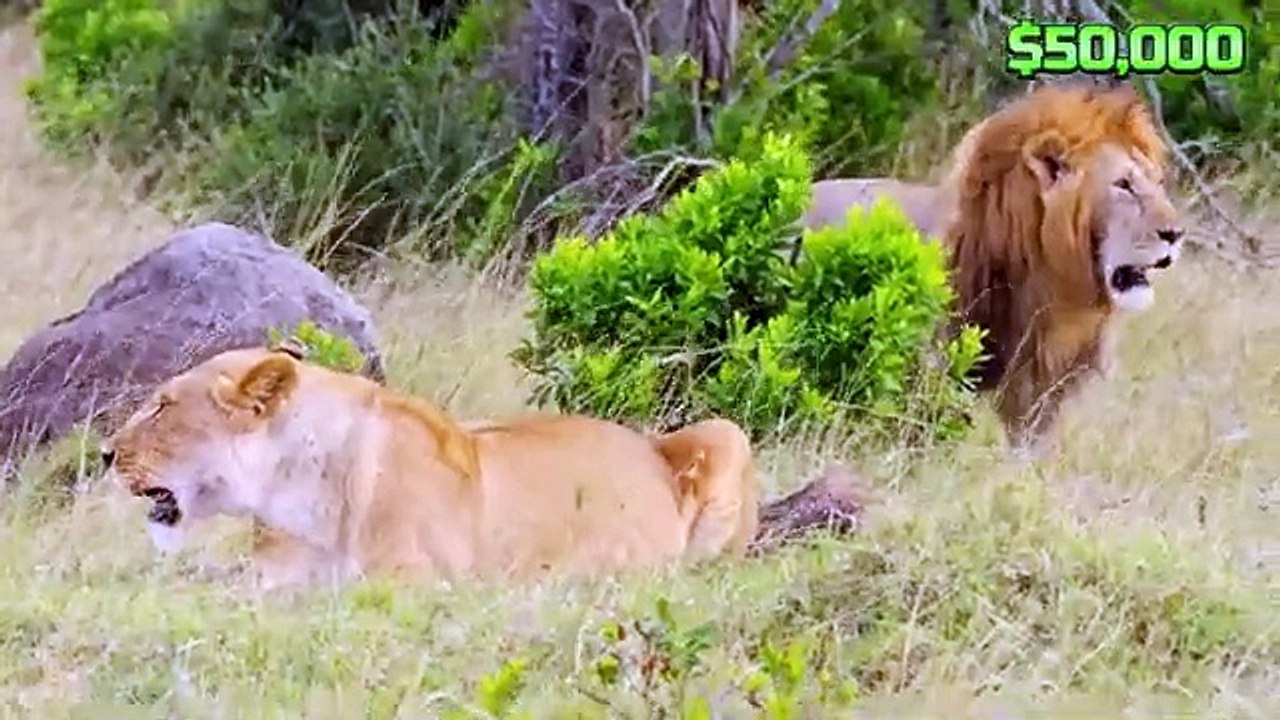 $1 vs $500,000 Experiences!