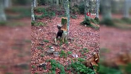 Ayının ayna ile imtihanı fotokapana takıldı