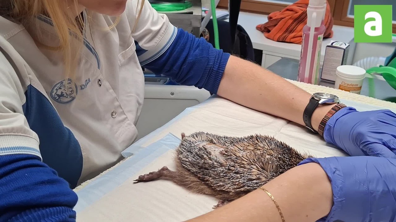 Pairi Daiza : le CREAVES du parc en "mission sauvetage" pour les hérissons menacés