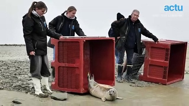 Deux phoques gris relâchés au Mont-Saint-Michel