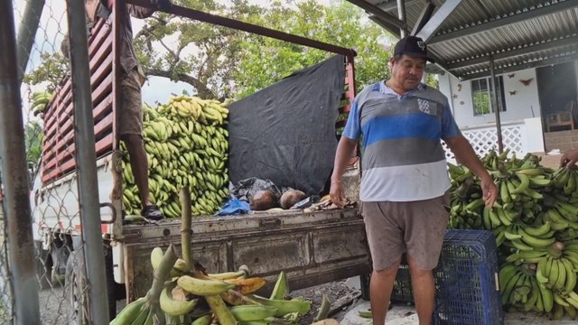 Productores de plátano piden reforzar controles en sector fronterizo de Bocas del Toro