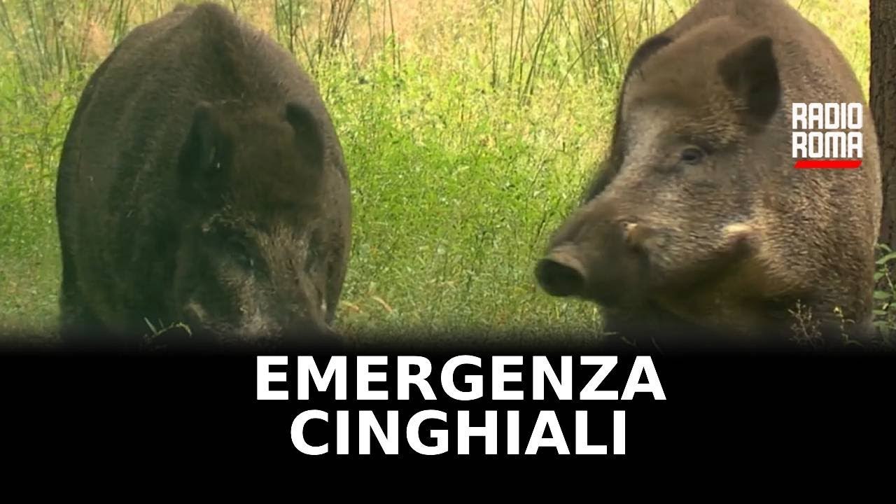 Coldiretti, nel Lazio 10 milioni di euro di danni per cinghiali