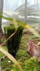 Cuba: Huracán Rafael impacta antes de tocar tierra; hora y zonas que afectará en detalle