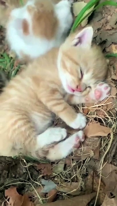 World economy Stock Exchanges for Cats