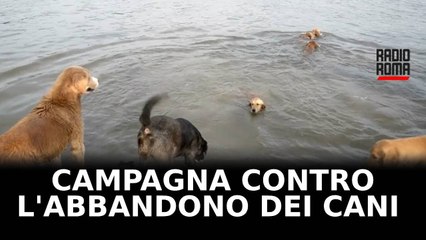 La campagna di Roma Capitale contro l'abbandono di cani