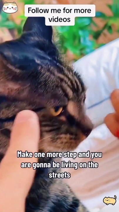 🐈🐈🐈