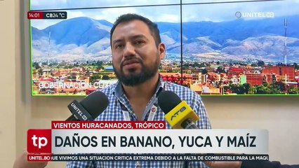 Vientos huracanados dañan plantaciones de banano, palmito, yuca y maíz en el trópico de Cochabamba