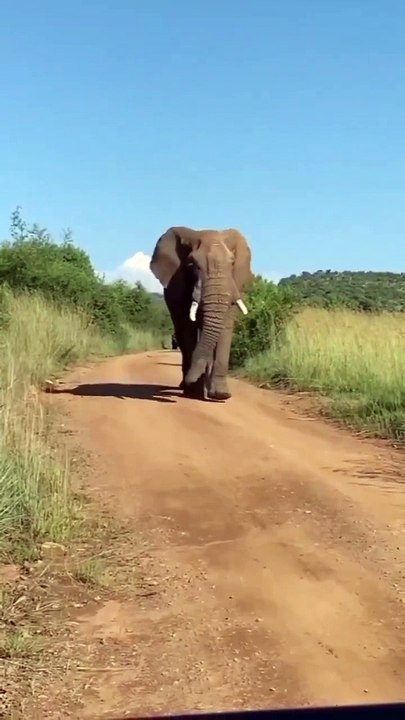 The elephant is happy